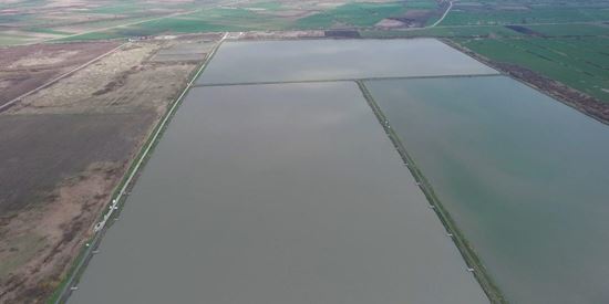 Balta Sacosu Turcesc, Timiş